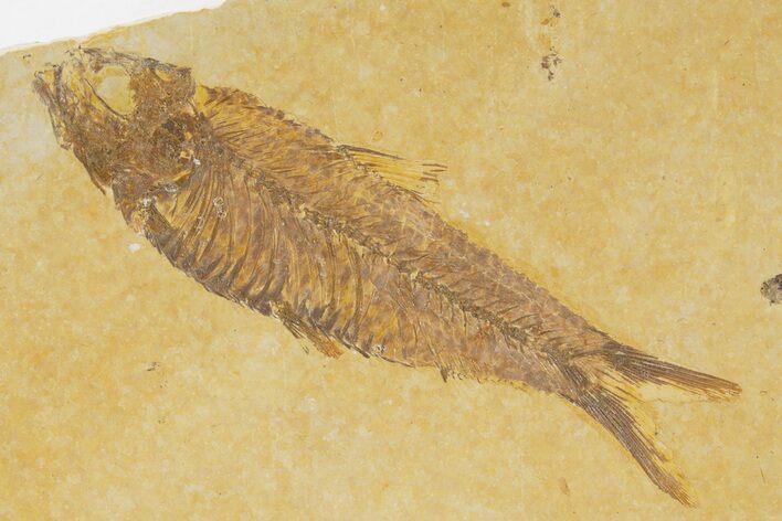 Detailed Fossil Fish (Knightia) - Wyoming #333729